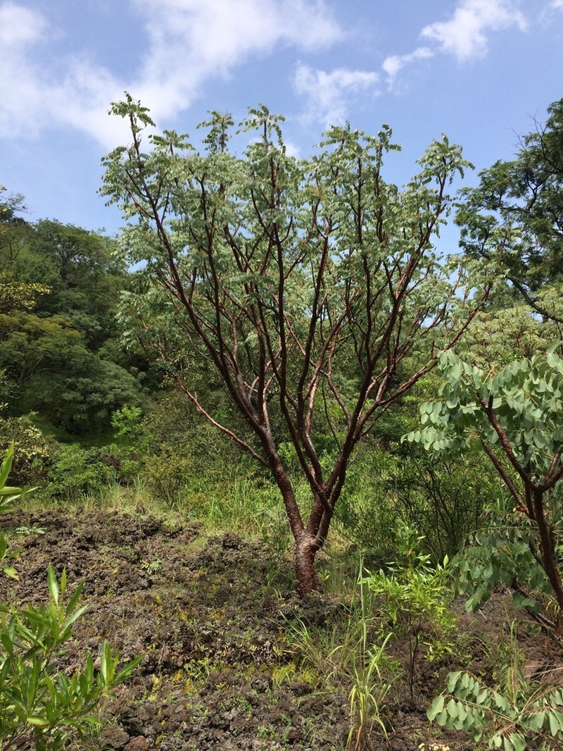 Pseudosmodingium perniciosum photo 6