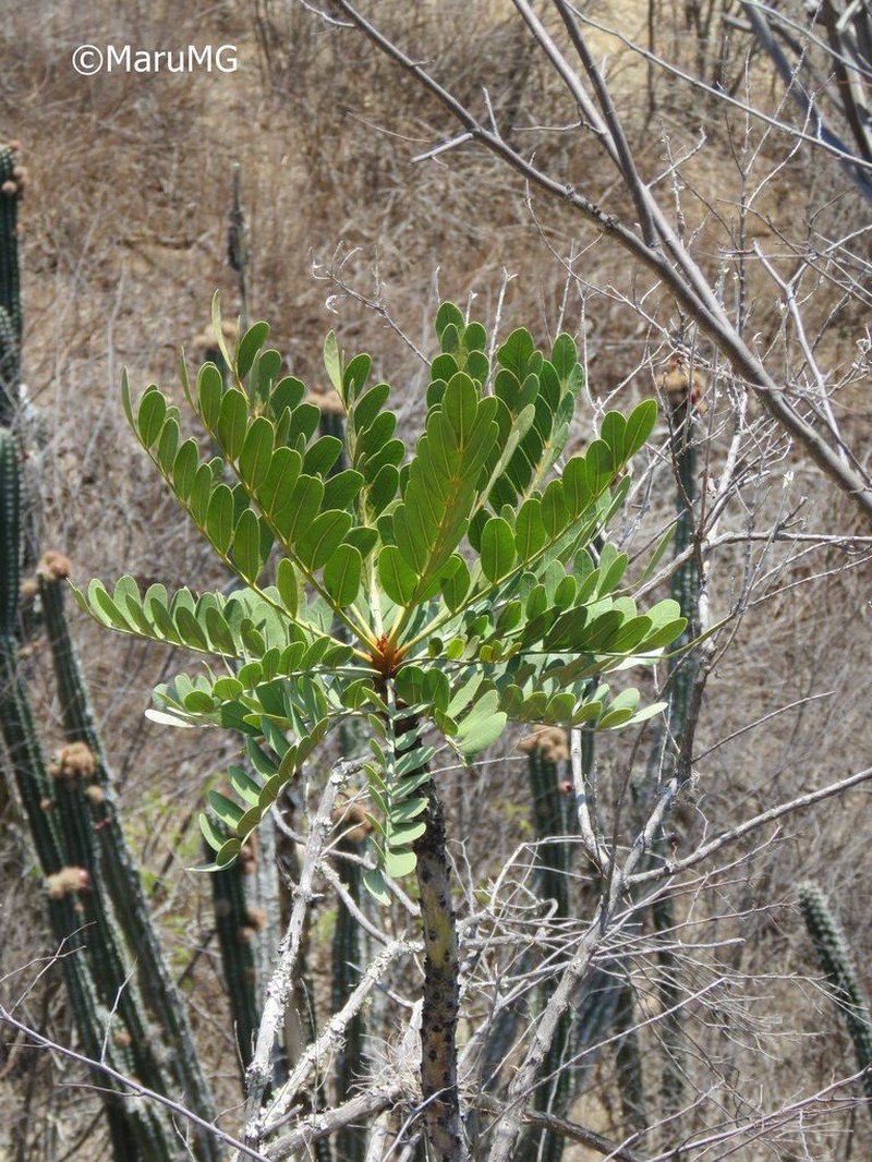 Pseudosmodingium virletii