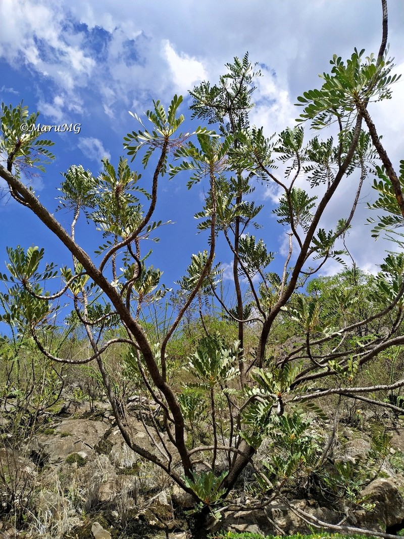 Pseudosmodingium virletii photo 2