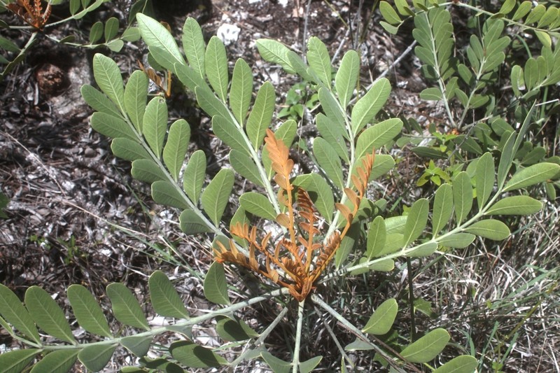 Pseudosmodingium virletii photo 3