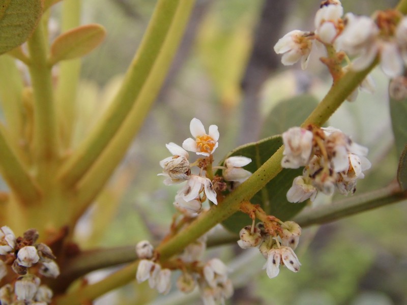 Pseudosmodingium virletii photo 4