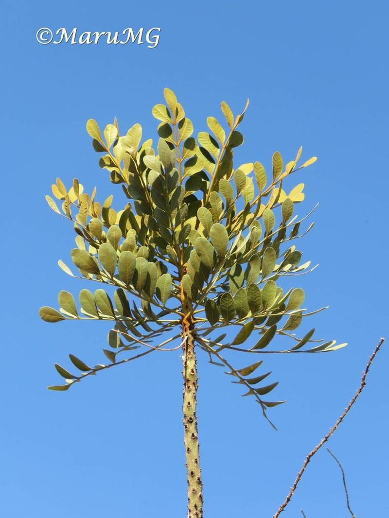 Pseudosmodingium virletii photo 6