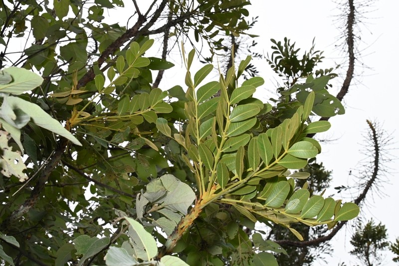 Pseudosmodingium virletii photo 7