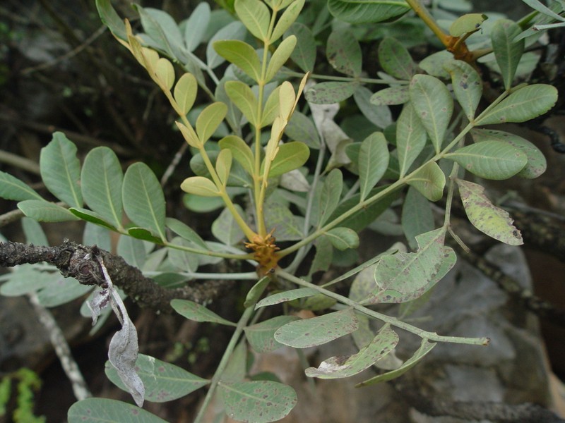 Pseudosmodingium virletii photo 8