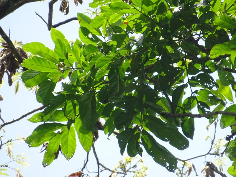 Pseudospondias microcarpa photo 2