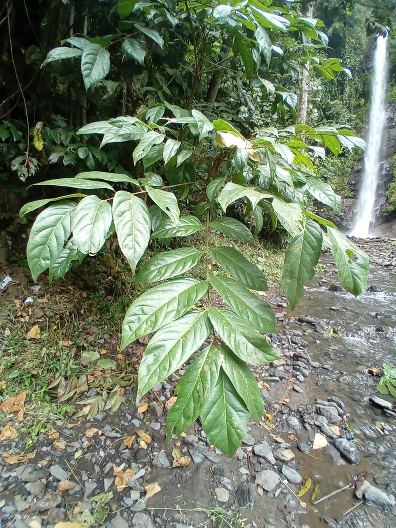 Pseudospondias microcarpa photo 5