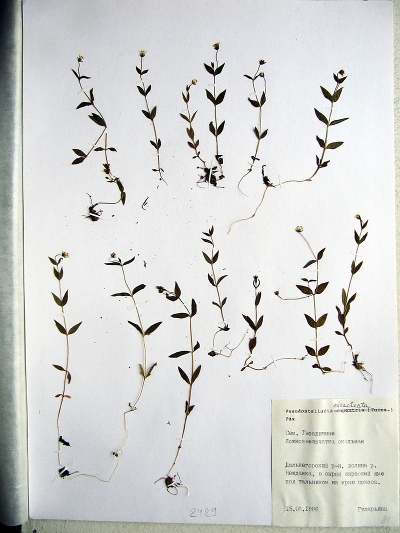 Pseudostellaria ebracteata
