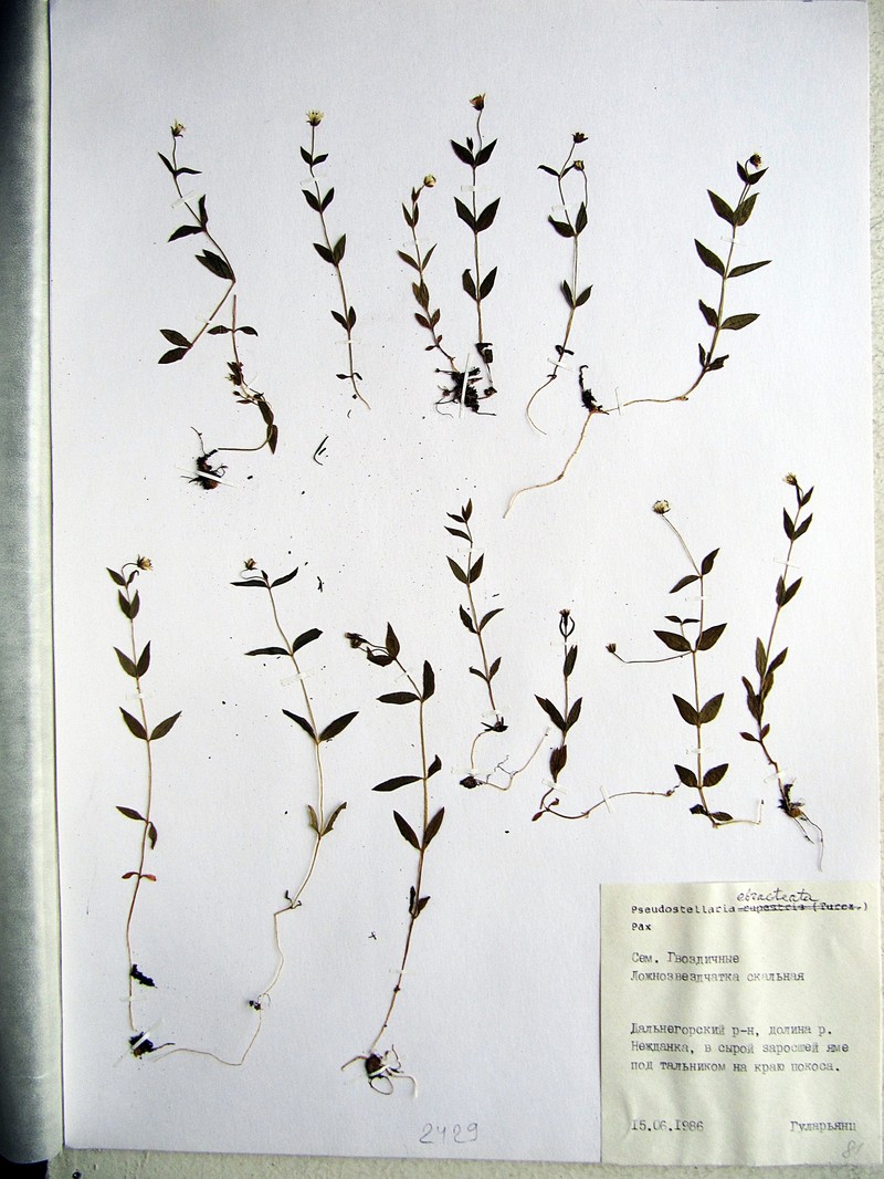 Pseudostellaria ebracteata photo 2