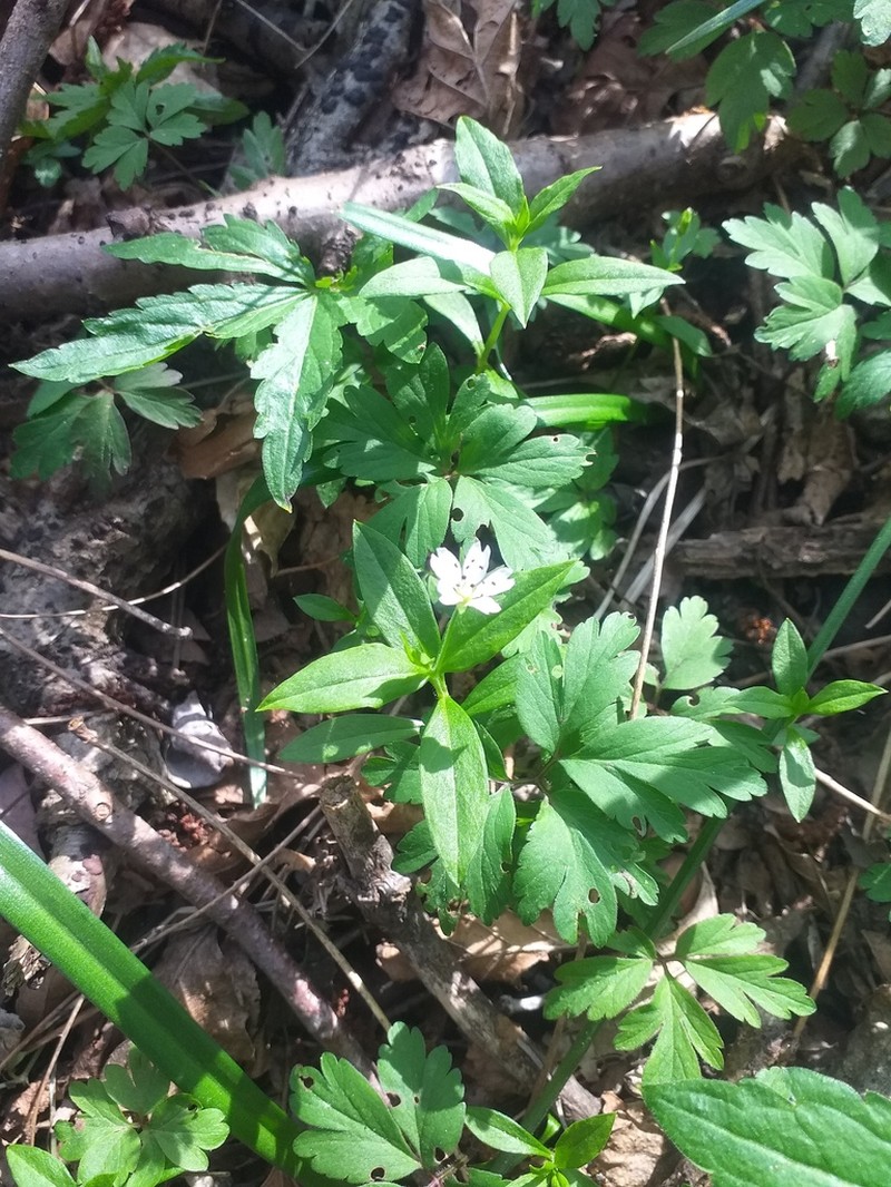Pseudostellaria europaea