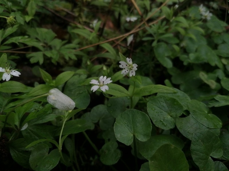 Pseudostellaria europaea photo 2