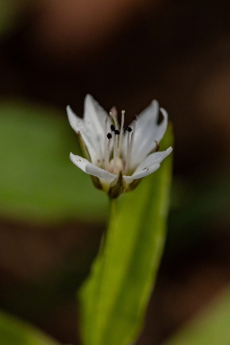 Pseudostellaria europaea photo 3