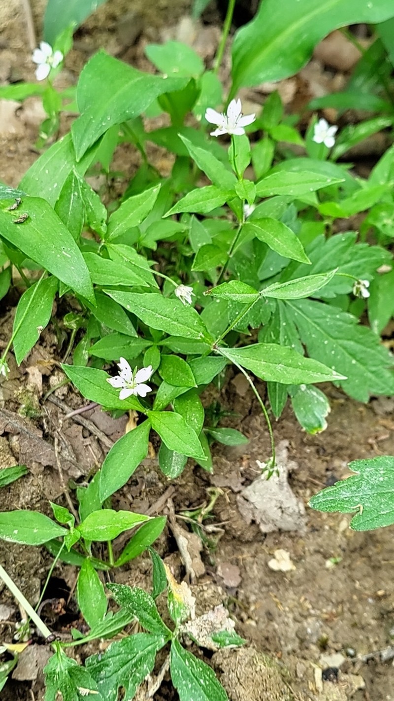 Pseudostellaria europaea photo 4