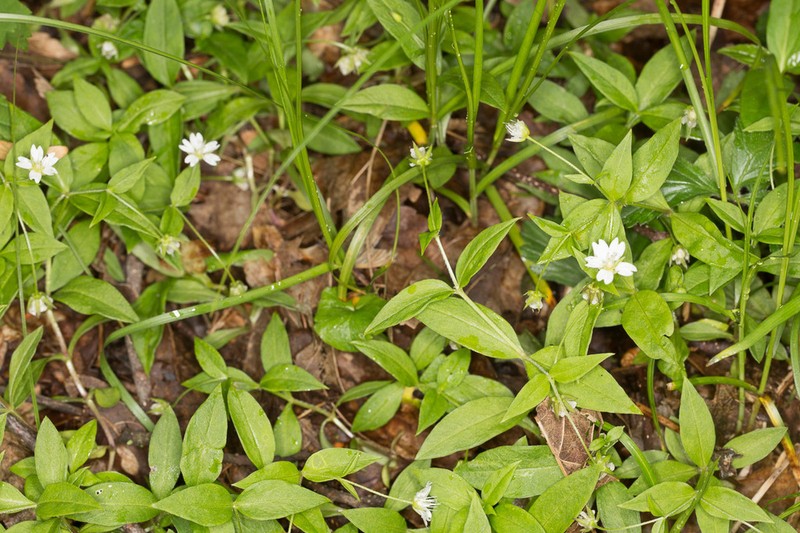 Pseudostellaria europaea photo 5