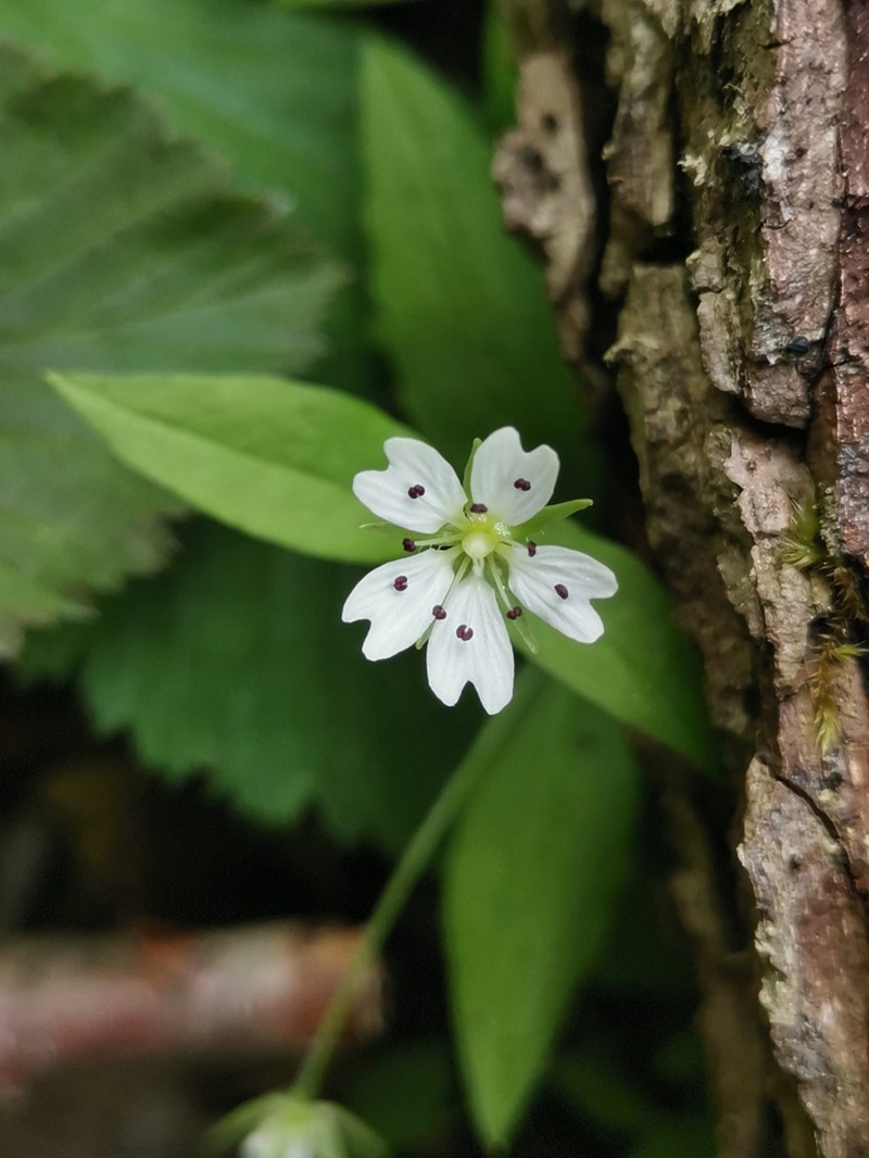 Pseudostellaria europaea photo 6