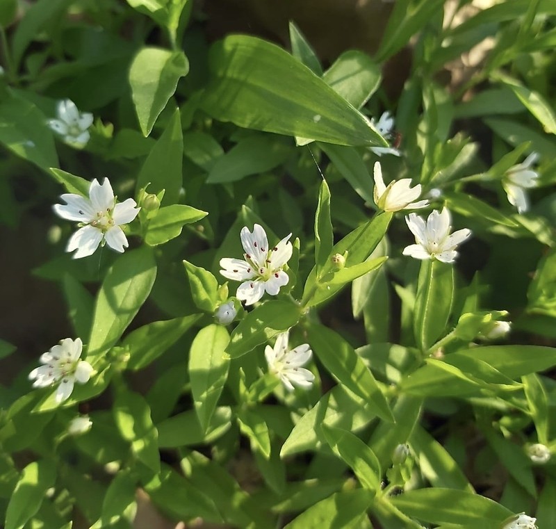 Pseudostellaria europaea photo 7