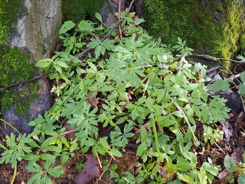 Pseudostellaria europaea photo 8