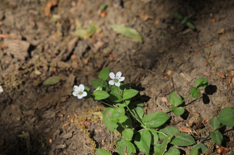 Pseudostellaria heterantha