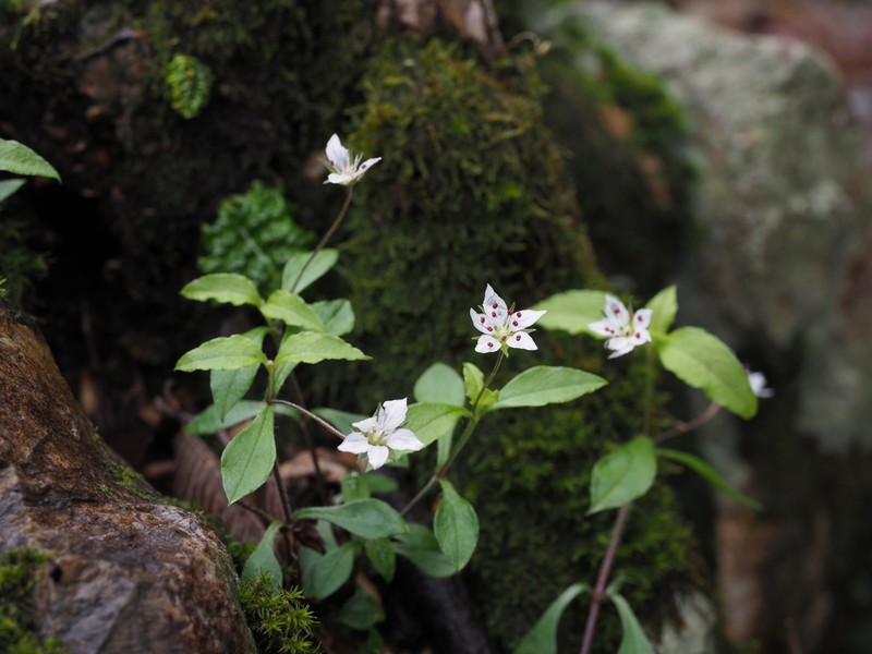 Pseudostellaria heterantha photo 2