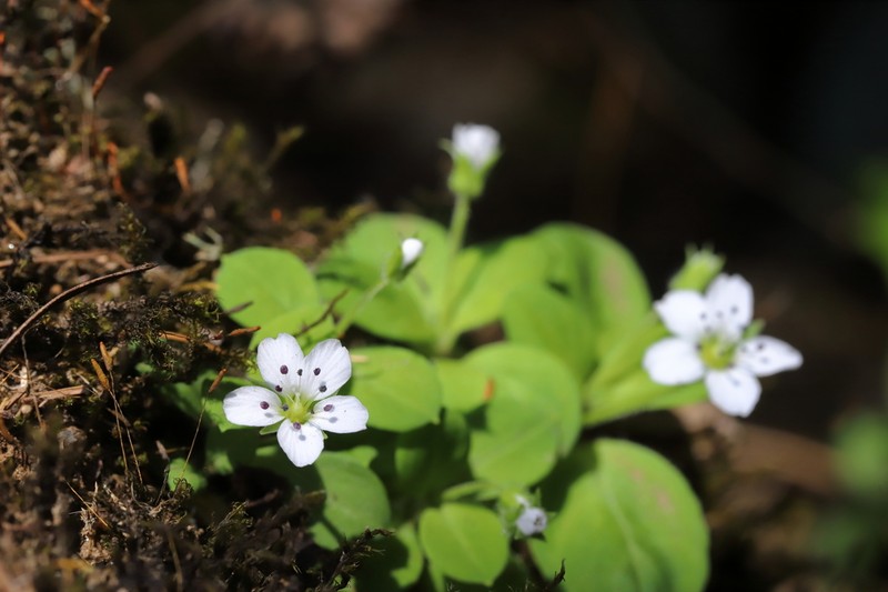 Pseudostellaria heterantha photo 3