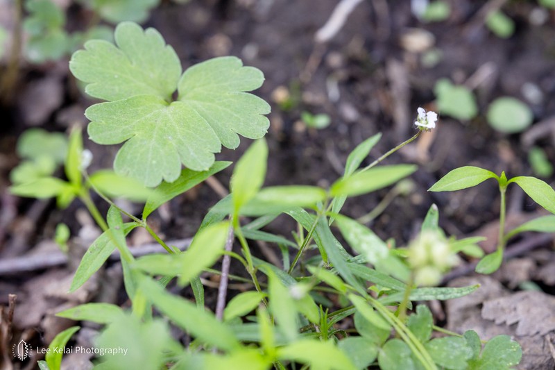 Pseudostellaria heterantha photo 4