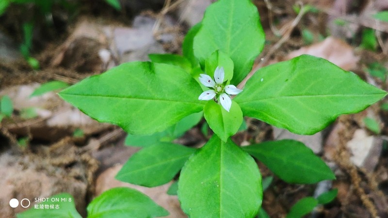Pseudostellaria heterantha photo 5