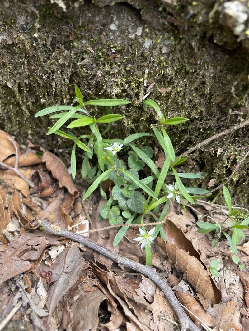 Pseudostellaria heterantha photo 6