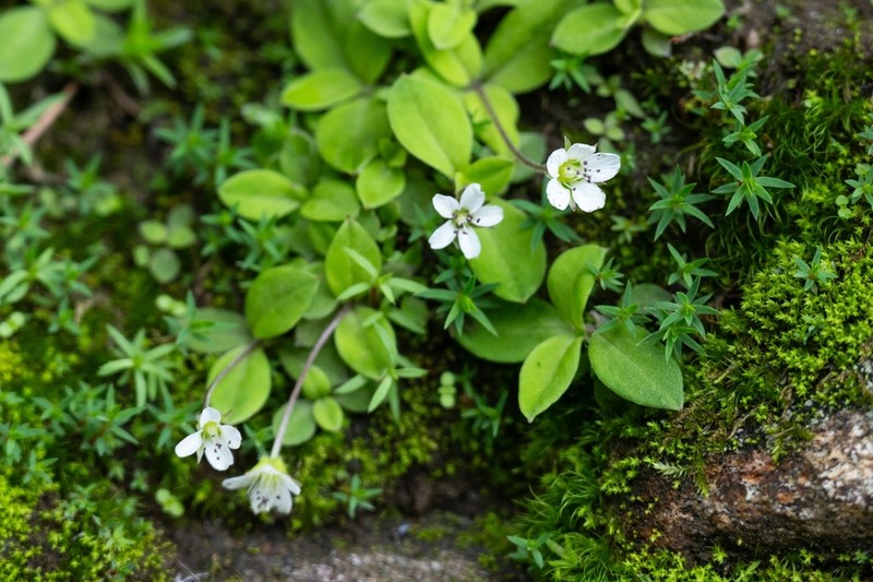 Pseudostellaria heterantha photo 7