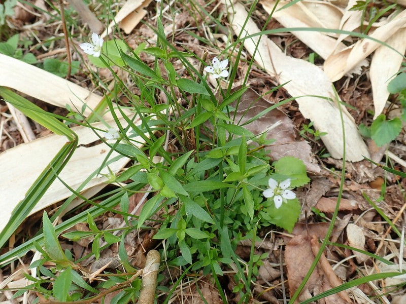 Pseudostellaria heterantha photo 8