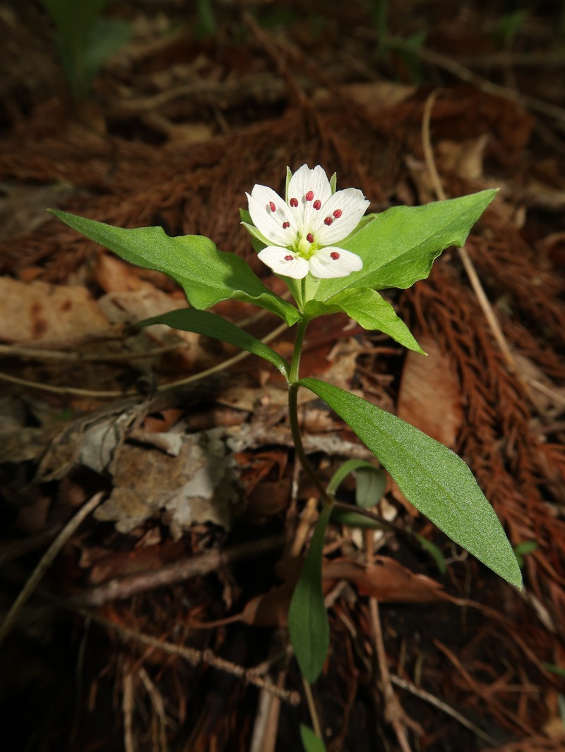 Pseudostellaria heterophylla
