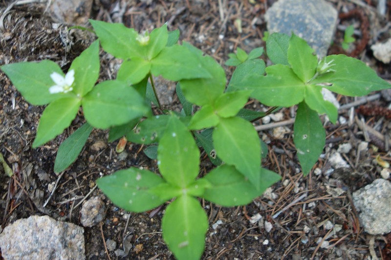 Pseudostellaria heterophylla photo 2