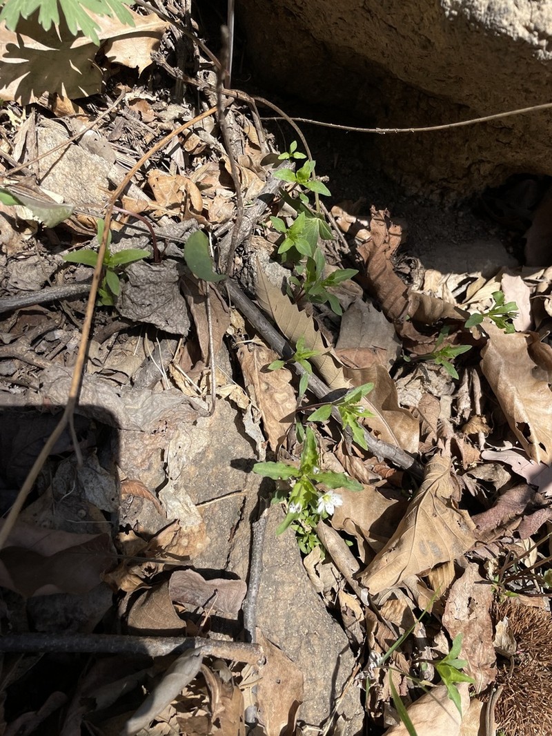 Pseudostellaria heterophylla photo 3