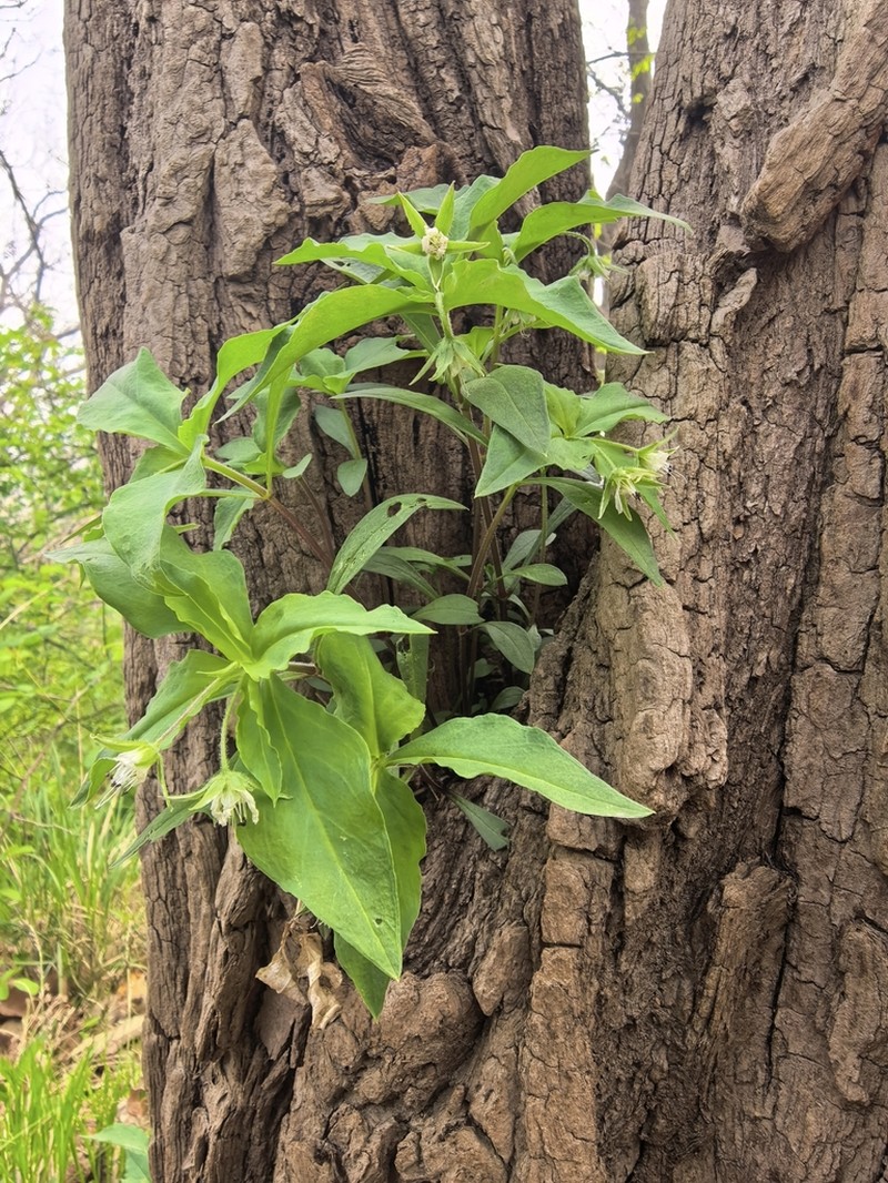 Pseudostellaria heterophylla photo 4