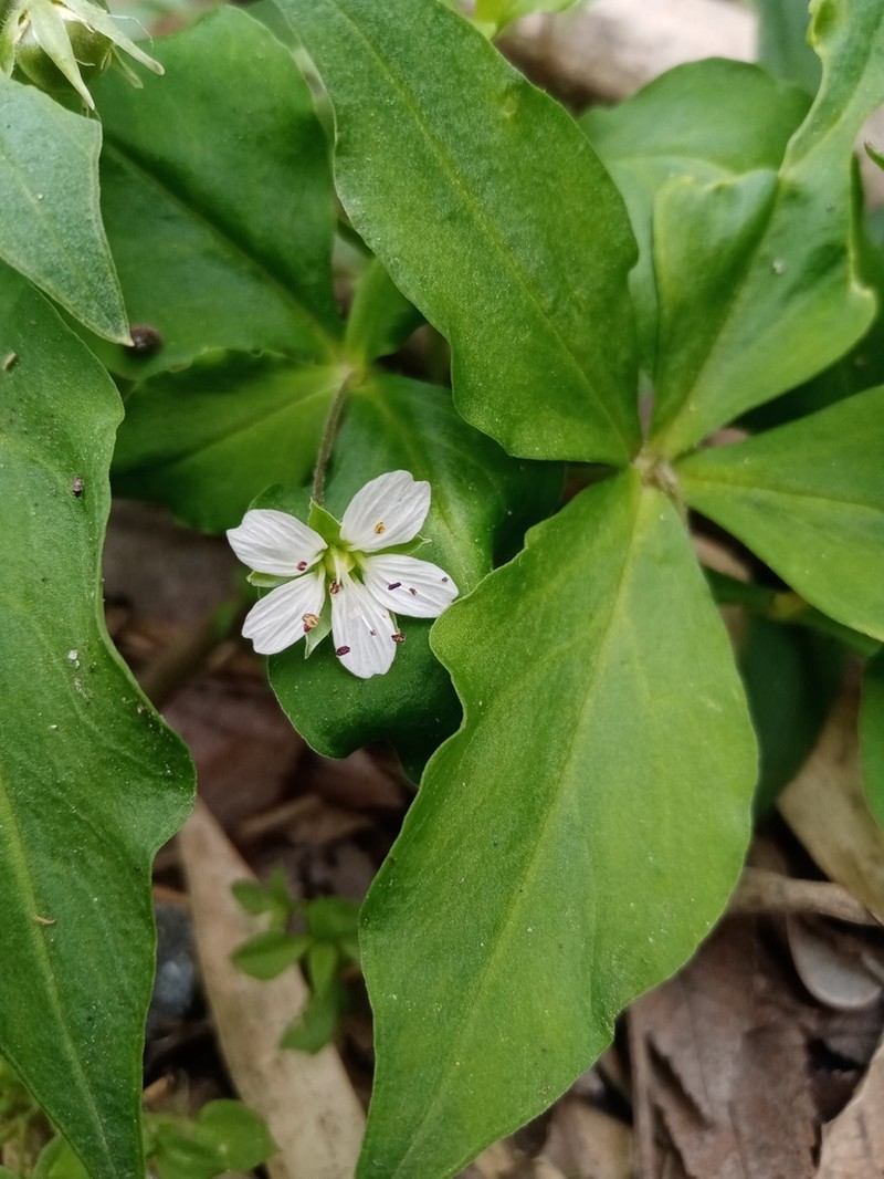 Pseudostellaria heterophylla photo 5