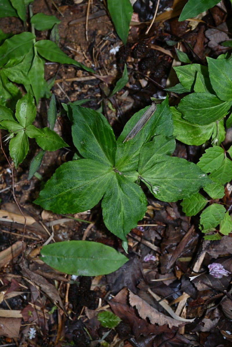 Pseudostellaria heterophylla photo 6