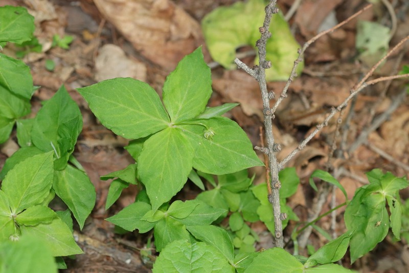 Pseudostellaria heterophylla photo 7