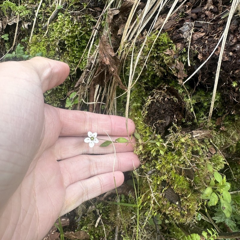 Pseudostellaria himalaica