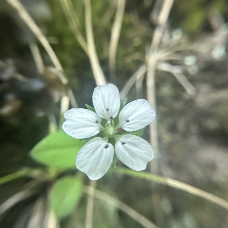 Pseudostellaria himalaica photo 2