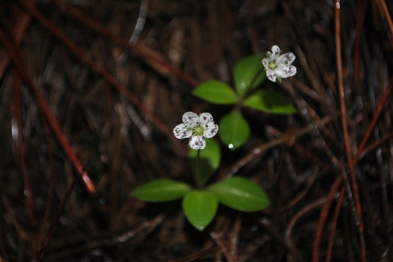 Pseudostellaria himalaica photo 3