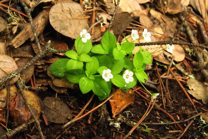 Pseudostellaria himalaica photo 4