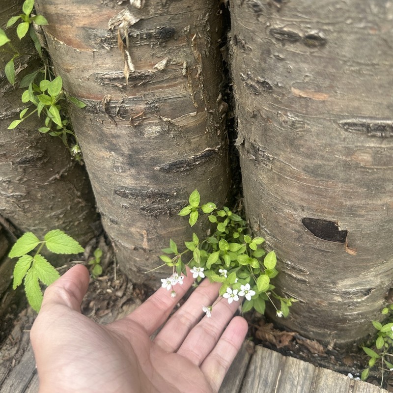 Pseudostellaria himalaica photo 5