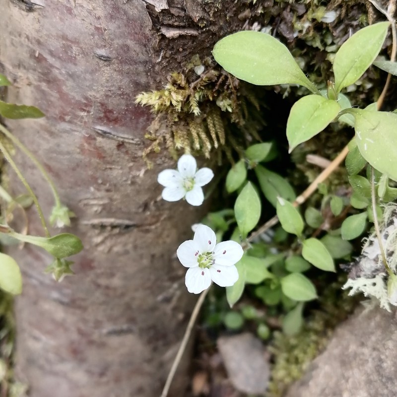 Pseudostellaria himalaica photo 6