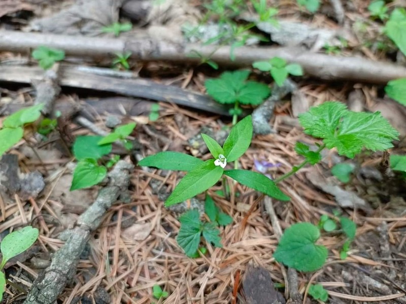 Pseudostellaria himalaica photo 7