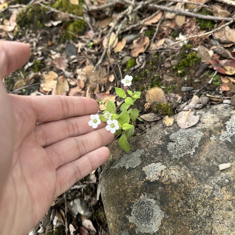 Pseudostellaria himalaica photo 8