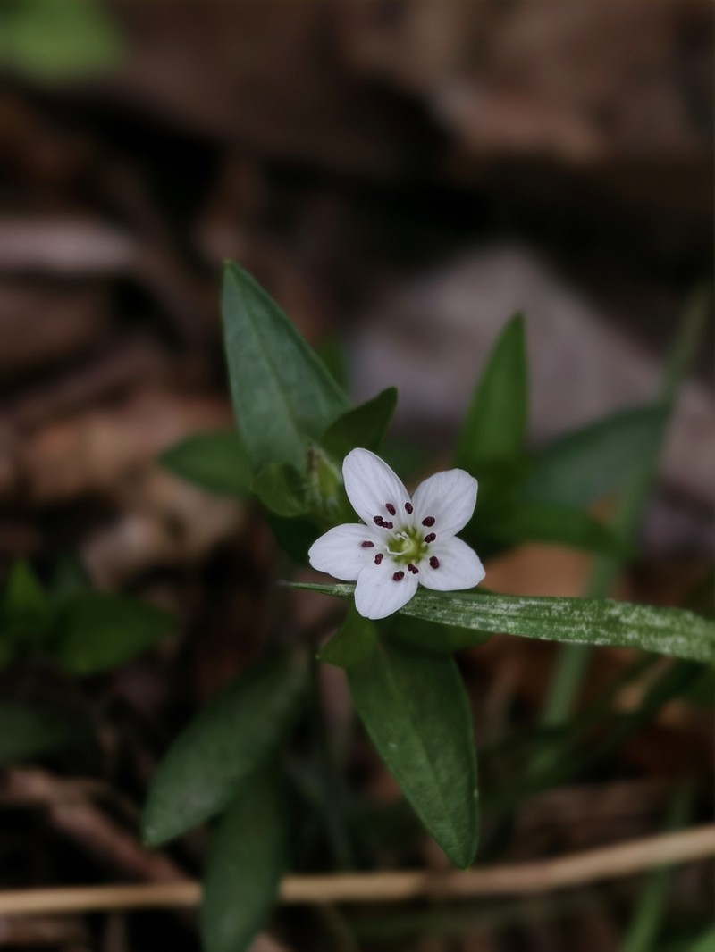 Pseudostellaria japonica