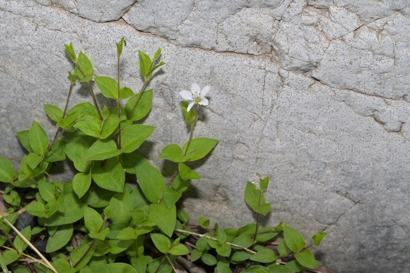 Pseudostellaria japonica photo 2