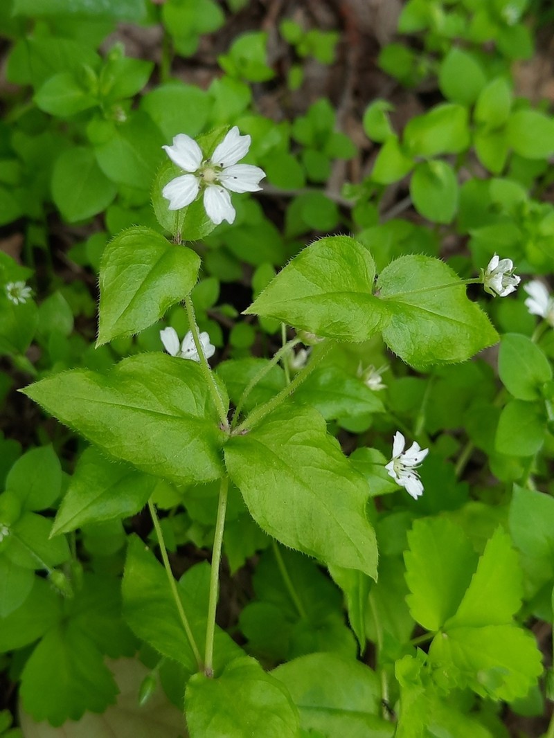 Pseudostellaria japonica photo 3
