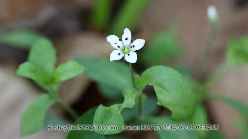 Pseudostellaria japonica photo 4