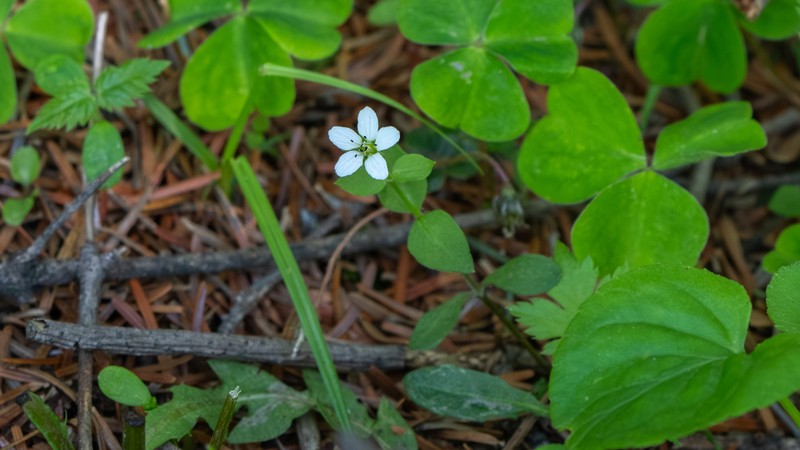 Pseudostellaria japonica photo 5
