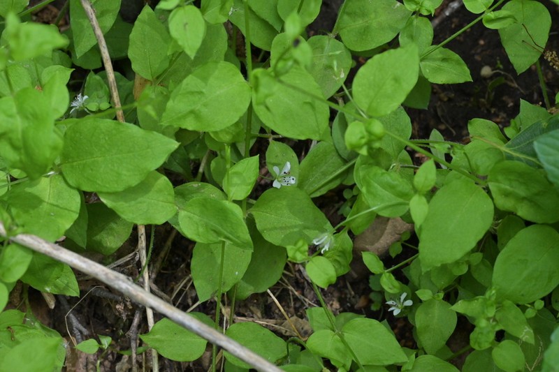 Pseudostellaria japonica photo 6