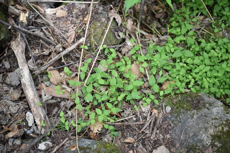 Pseudostellaria japonica photo 7